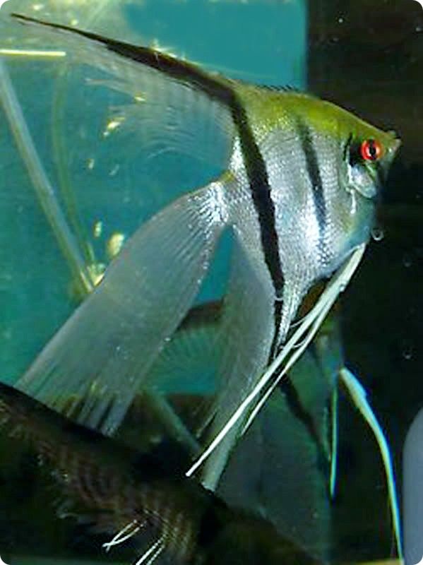 Angelfish - Red Eye Green Veil Lace - Small
